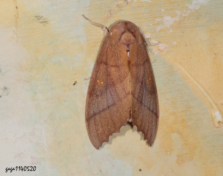 GP฿ Euhampsonia cristata