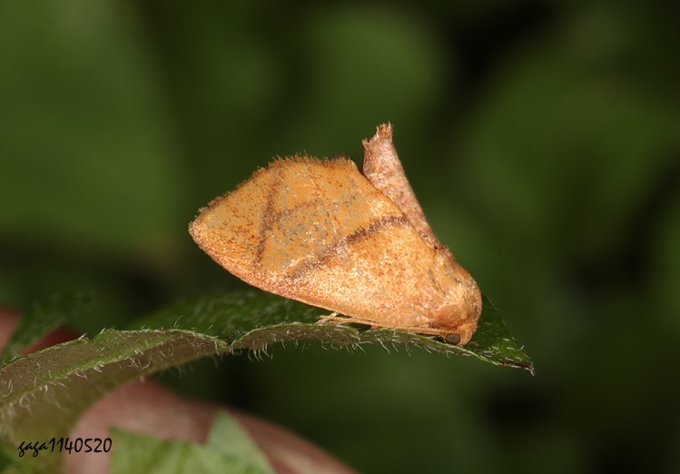 eȨ븿 Ceratonema apodina