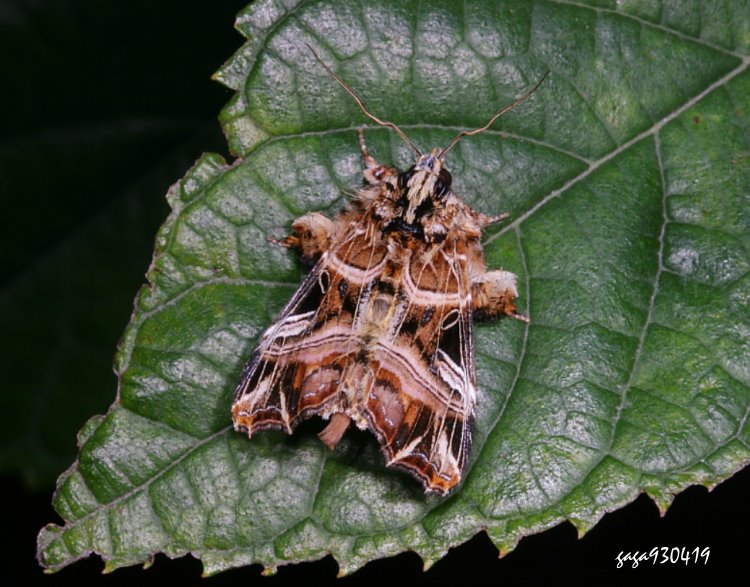 w] Callopistria repleta