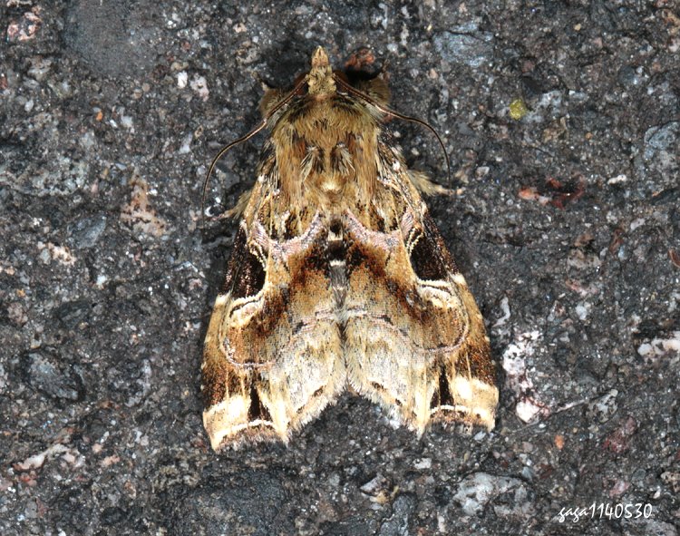 t]  Callopistria phaeogona 