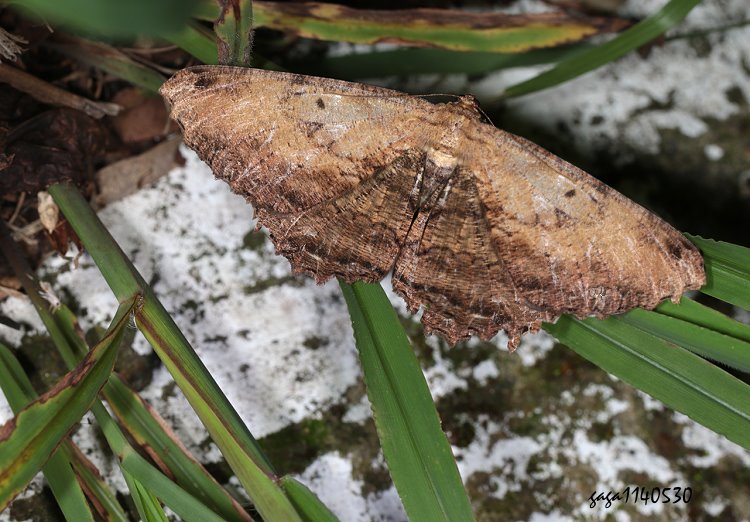 Ŭ\ظ Chorodna creataria 