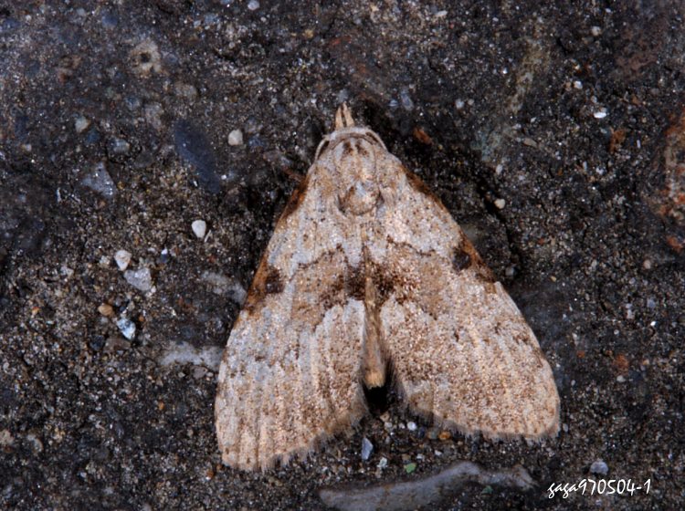 ⬥F Meganola major takasago