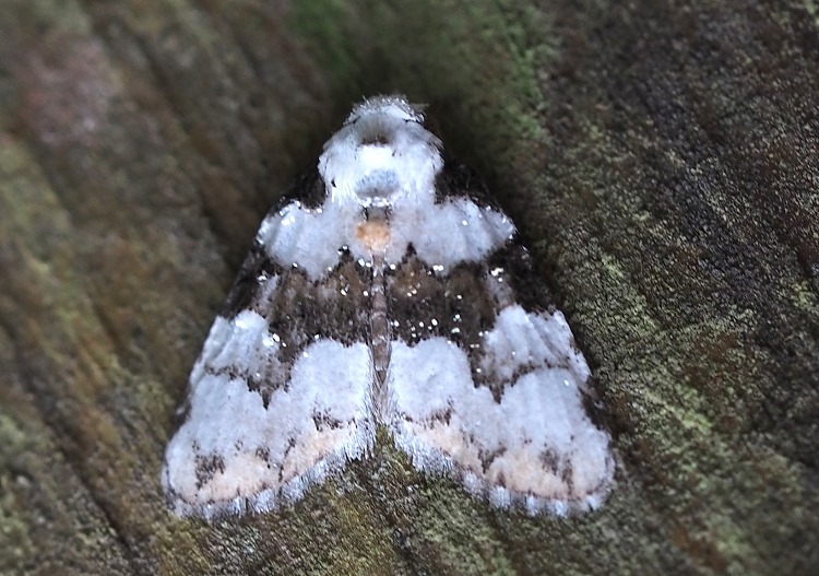 mF Meganola mediofusca 