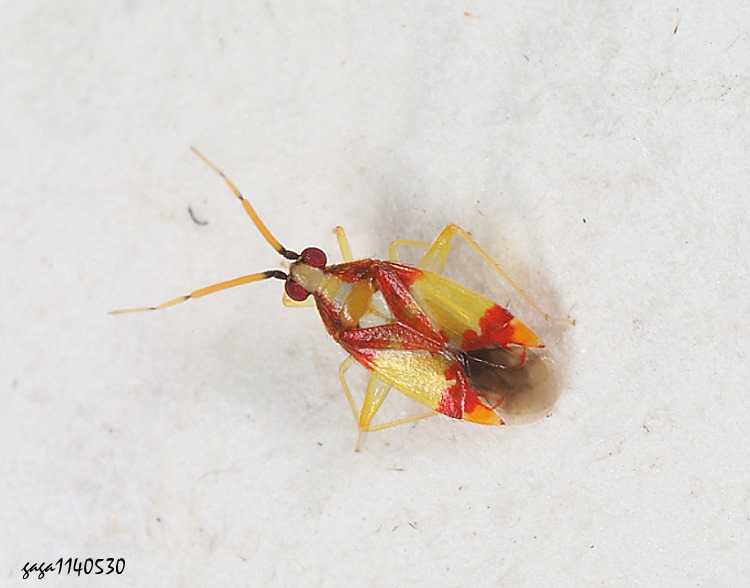 平盲椿屬 Zanchius  sp. 