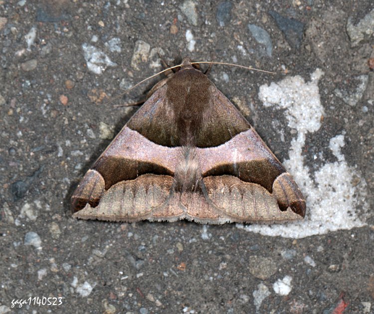 ۺhy] Dysgonia stuposa