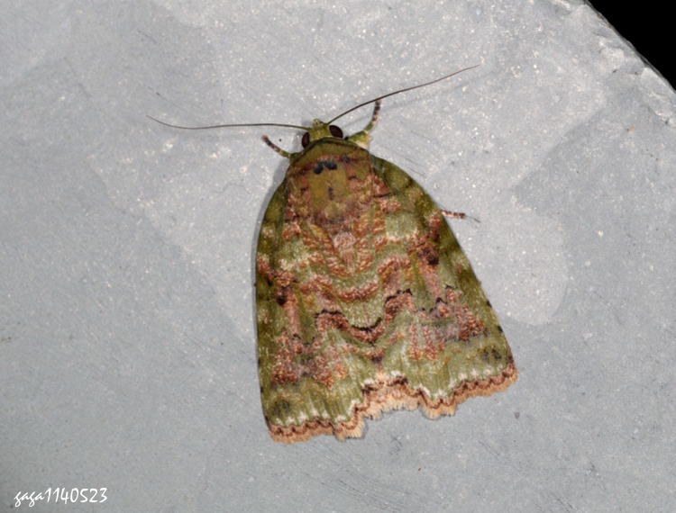  Blenina angulipennis