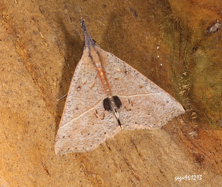 uwŽn Hypena strigatus