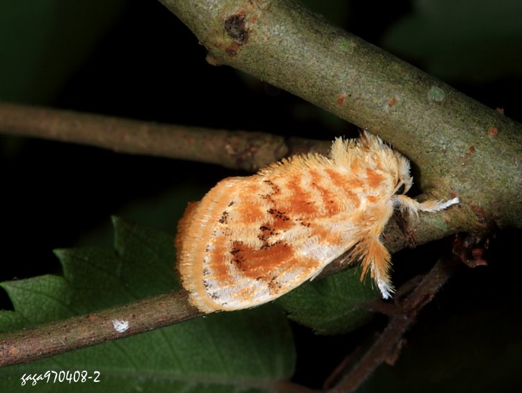 Iܨ븿 Quasinarosa fulgens