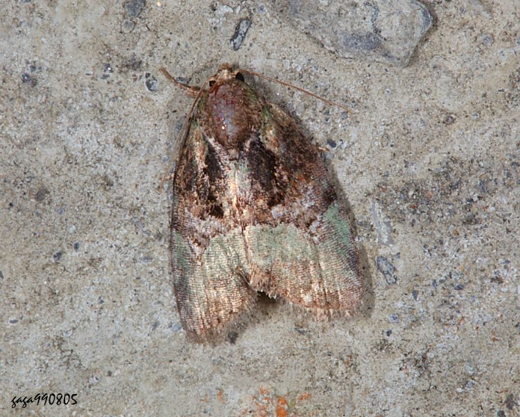 暗基綠蘚夜蛾 Stenoloba nigrabasalis 