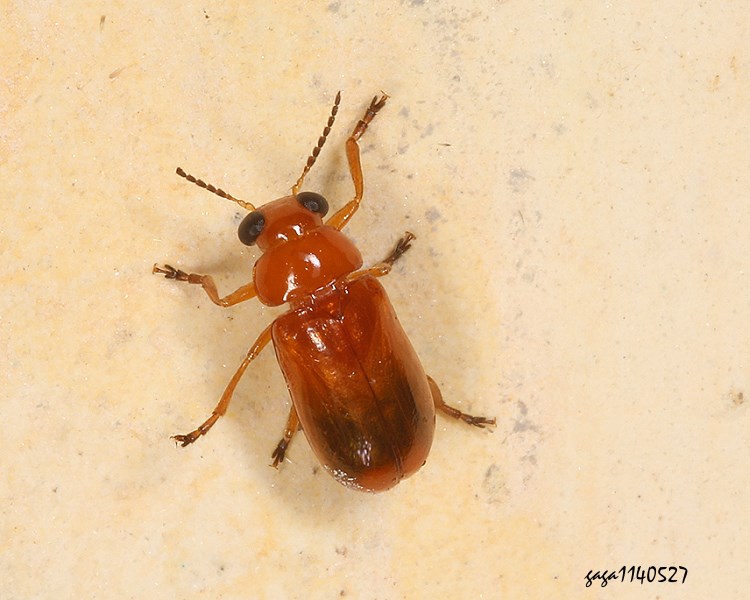 日本長筒金花蟲 Smaragdina nipponensis