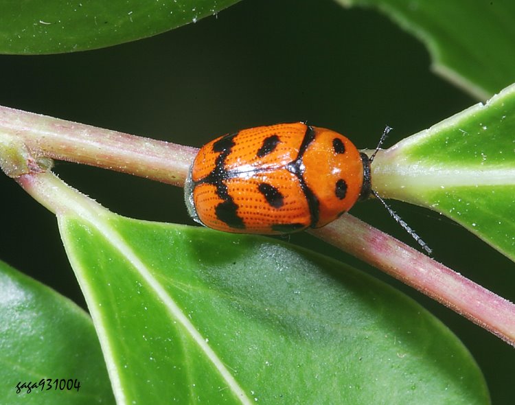 Ta Cryptocephalus trifasciatus 