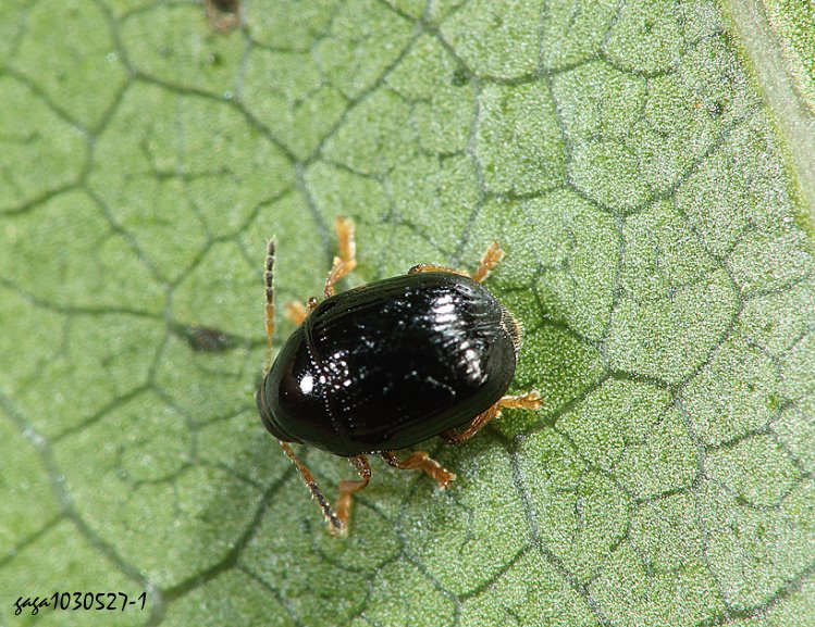  Cryptocephalus  sp.