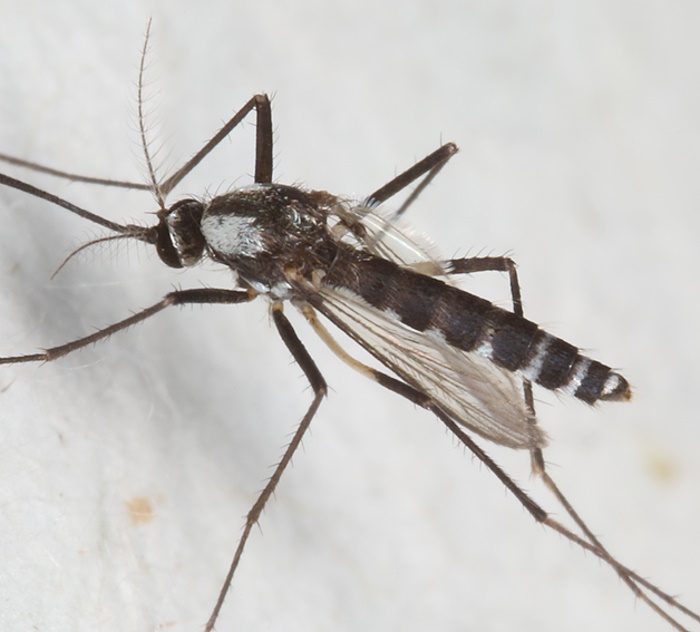 A Aedes sp. () 