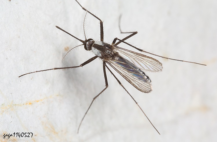 A Aedes sp.
