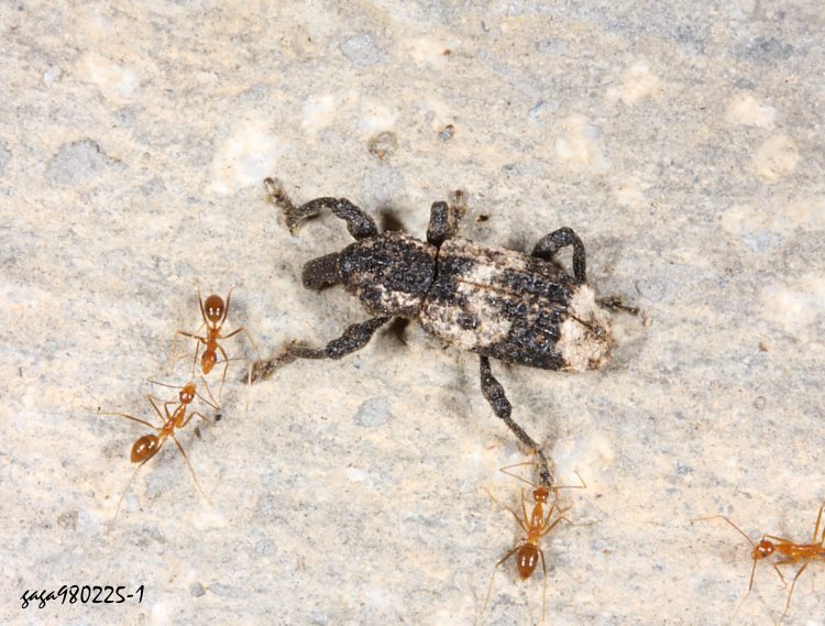 H Pimelocerus perforatus 