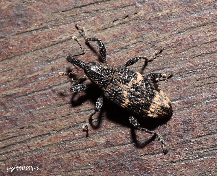 Pimelocerus sp. 