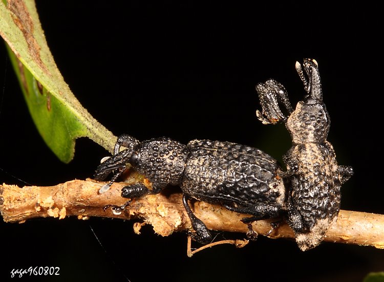 H Pimelocerus perforatus