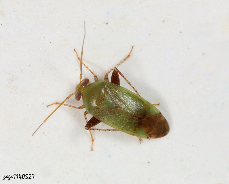 Dagbertus sp. 