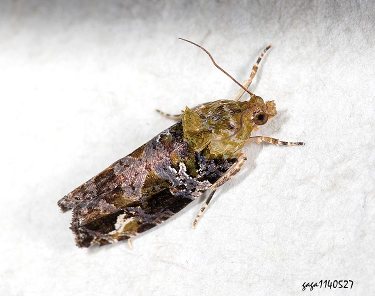 p Sorolopha plinthograpta