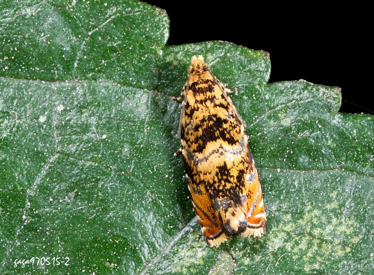 sp Olethreutes  sp. 