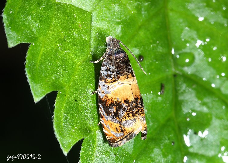 sp Olethreutes orthocosma