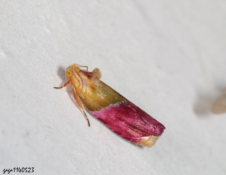 褶珂小捲葉蛾 Costosa rhodantha