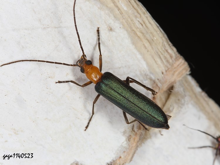 擬天牛 Nacerdes sp.