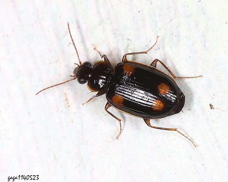 B Dolichoctis rotundata 