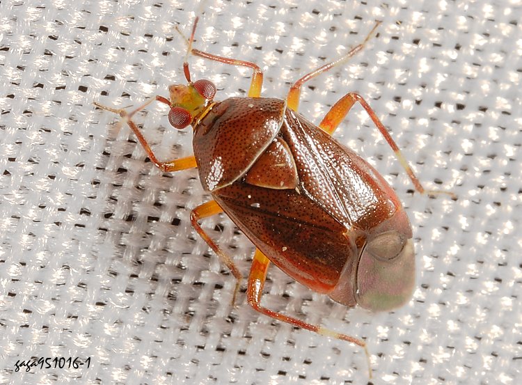   Deraeocoris  sp.