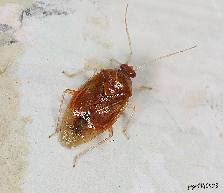   Deraeocoris  sp. 