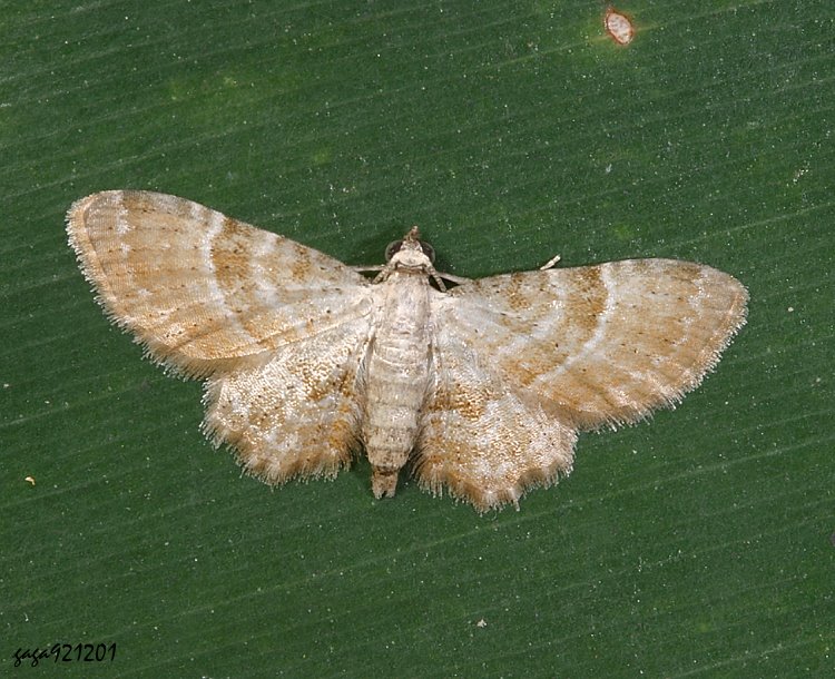 褐小翅波尺蛾屬 Bosara sp.