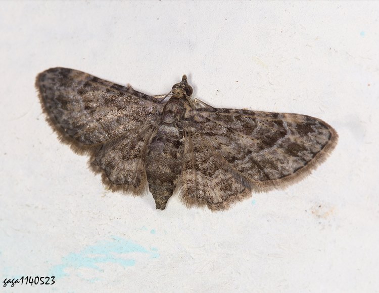 波尺蛾 Spiralisigna subpumilata