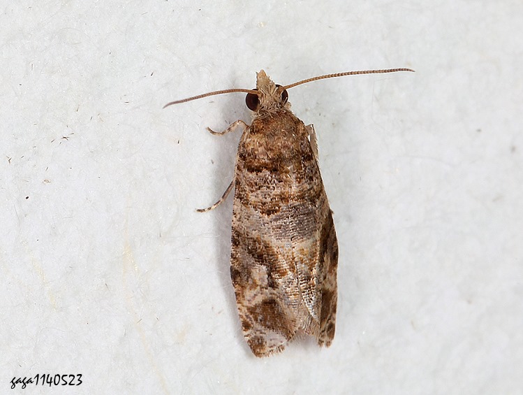 ͤp Lobesia sp.