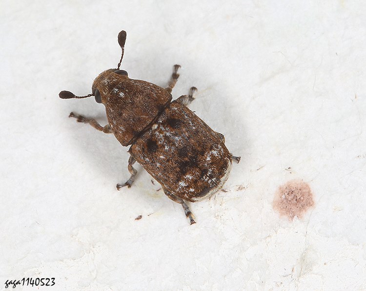 H Penestica brevis brevis