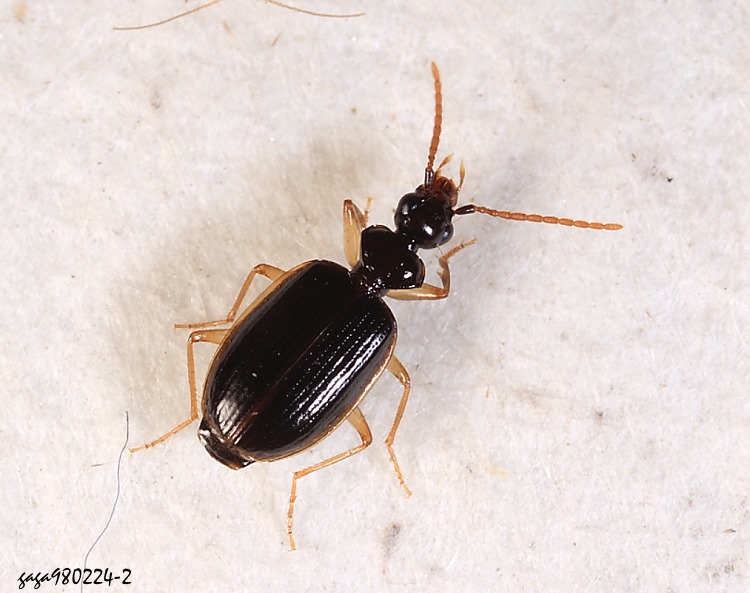 B Pentagonica subcordicollis 