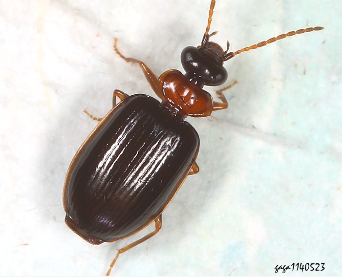 五角步甲屬 Pentagonica sp.