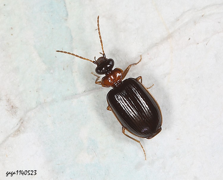 五角步甲屬 Pentagonica sp.
