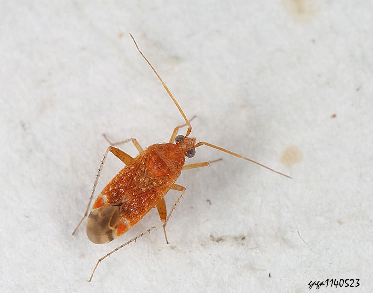 ϨȬ Psallus sp.
