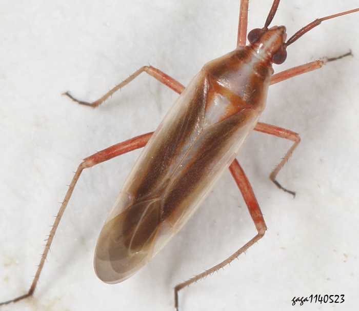 Argenis sp.