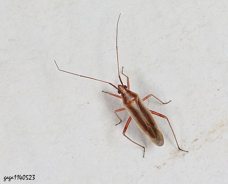 Stenotus  sp.