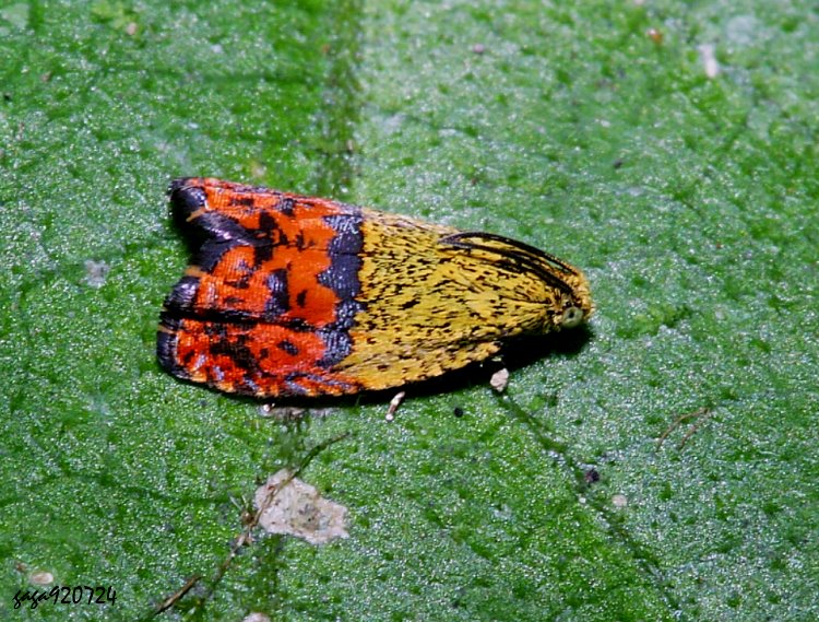 p Anthozela hemidoxa 