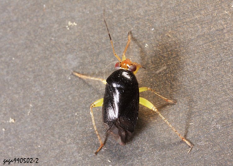 XԪϨȬ Slaterocoris  sp. 