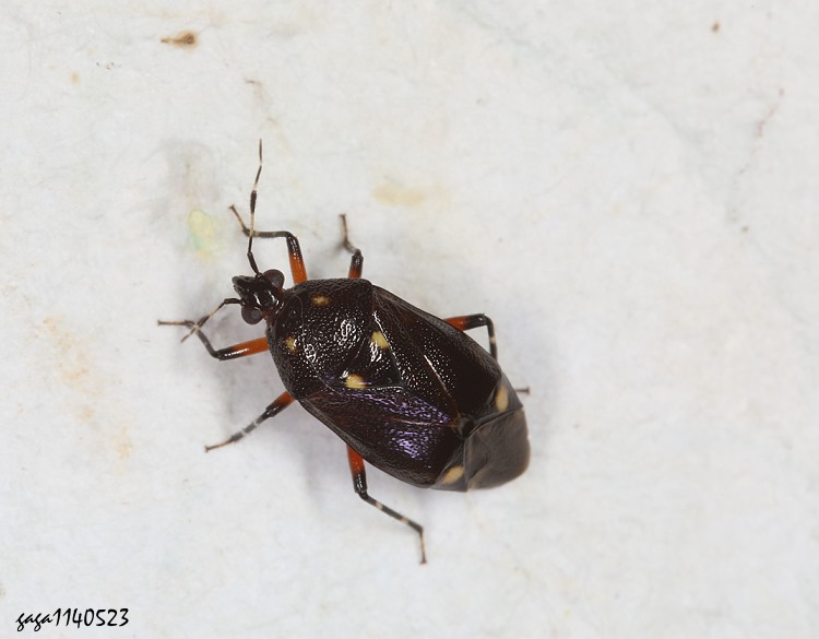 齒爪盲椿 Deraeocoris sp.