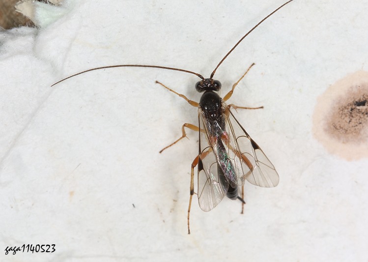 菱室姬蜂亞科 Mesochorinae