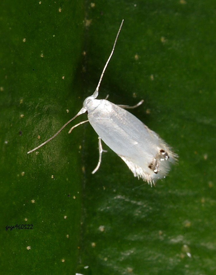 ܤ Proleucoptera sp. 
