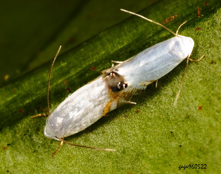 ܤ Proleucoptera sp. 