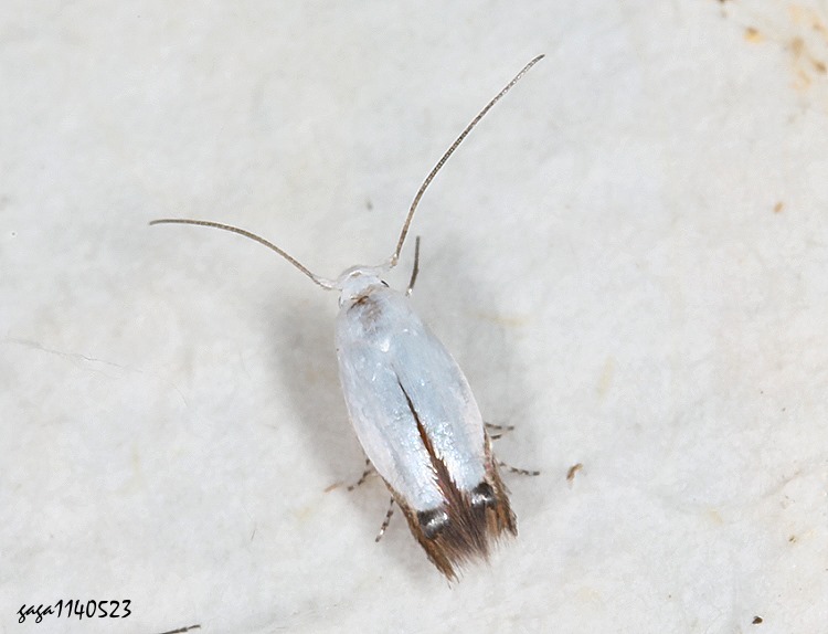 ܤ Proleucoptera  sp.