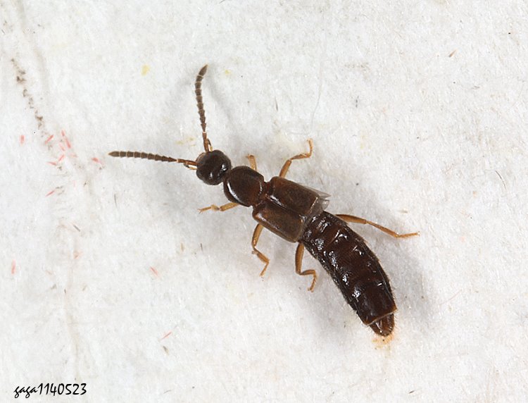 t Atheta sp.