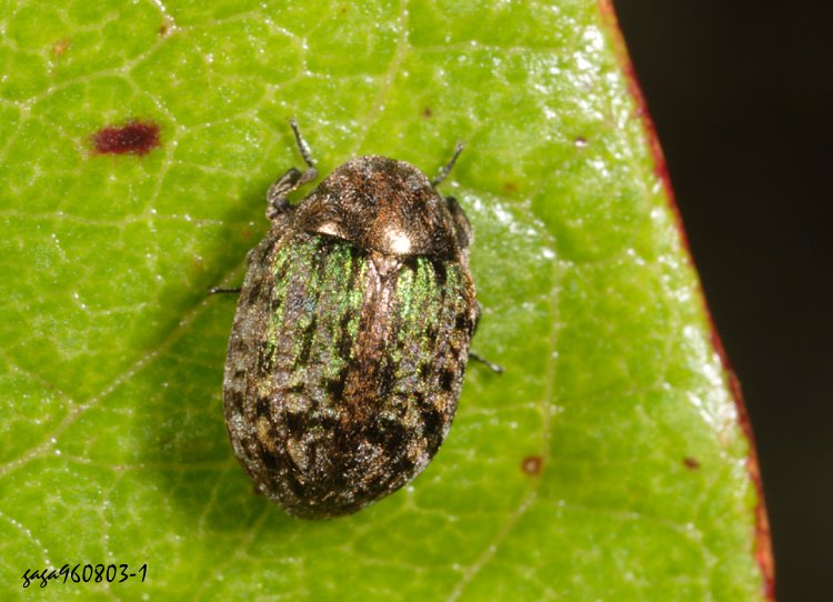 鹿野氏丸甲 Cytilus kanoi  