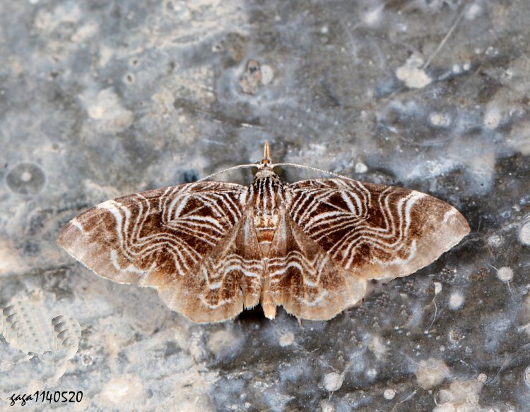 四線角尺蛾 Lobogonodes dactylotypa